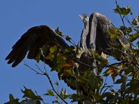 BlueHeron5.jpg