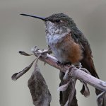 Hummer21.jpg