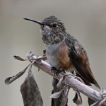 Hummer28.jpg