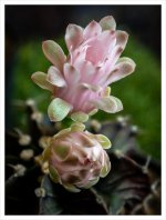 inzi-winzi-tiny-blossoms-1.jpg