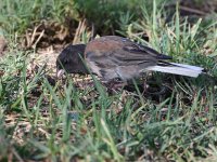 Junco5.jpg