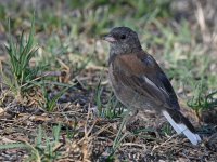 Junco4.jpg