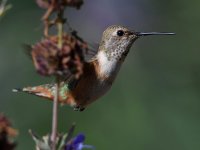 Hummer5.jpg