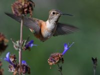 Hummer2.jpg