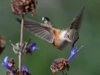 Hummer6.jpg