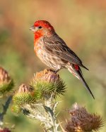 HouseFinch-321.jpg
