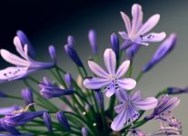 ROY_3196_01.JPG