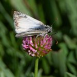 NorthernWhiteSkipper2.jpg