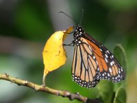Monarch2.jpg
