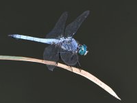 BlueDamsel.jpg
