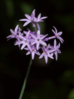 Garlic.jpg