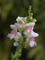 Snapdragon.jpg