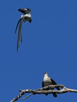 Whydah5.jpg