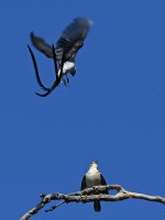 Whydah6.jpg
