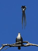 Whydah8.jpg