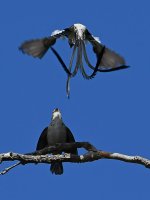 Whydah7.jpg