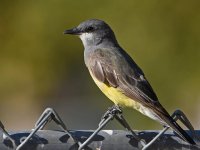 Kingbird5.jpg