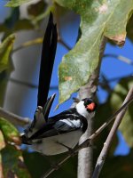 Whydah14.jpg