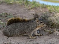 Squirrel2.jpg