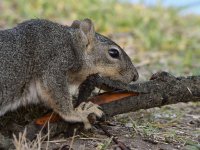 Squirrel4.jpg