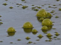 Algae.jpg