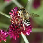 Bee.jpg
