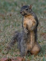 Squirrel2.jpg