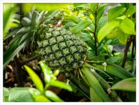 pineapple-1.jpg
