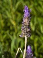 Lavander.jpg