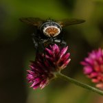 Fly2.jpg