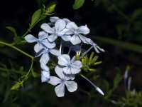 Plumbago.jpg