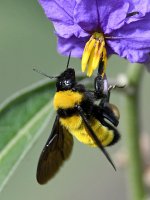 Bee2.jpg