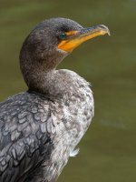 Cormorant2.jpg
