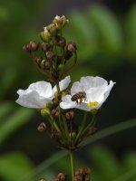 WhiteFlower.jpg