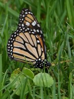 Monarch2.jpg
