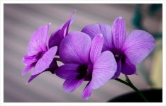 orchid-1-2.jpg