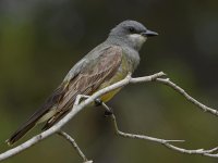 Kingbird2.jpg