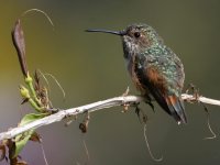 Hummer15.jpg