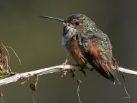 Hummer19.jpg