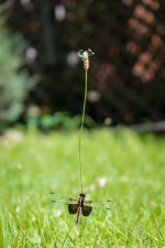Dragonfly 1 (1 of 1).jpg