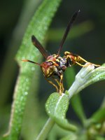 Wasp.jpg