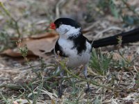 Whydah.jpg