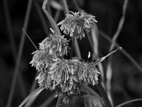 ReedBW.jpg
