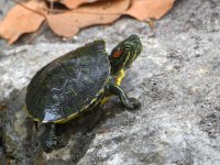 Turtle5.jpg