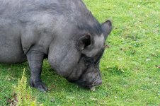Piggy1.jpg
