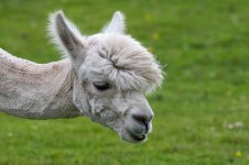 Alpacas.jpg