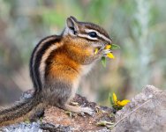 ChipperFlower-335.jpg