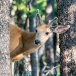 YoungBuck-328.jpg