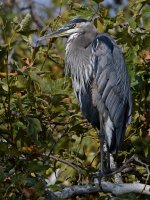 BlueHeron.jpg