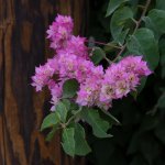 PinkFlower.jpg